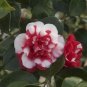 Camellia Flowers Plants 24kinds Color for Chose 50 PCS Seeds