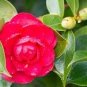 Camellia Flowers Plants 24kinds Color for Chose 50 PCS Seeds
