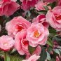 Camellia Flowers Plants 24kinds Color for Chose 50 PCS Seeds