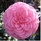 Camellia Flowers Potted Plants 10 PCS Seeds