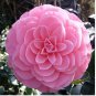 Camellia Flowers Potted Plants 10 PCS Seeds
