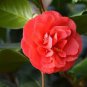 Camellia Flowers Potted Plants 10 PCS Seeds