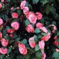 Camellia Flowers Potted Plants 10 PCS Seeds