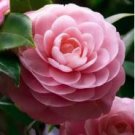 Camellia Flowers Seeds Light Pink Colors 10 PCS Seeds