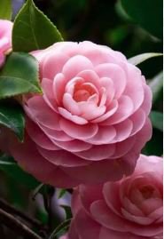 Camellia Flowers Seeds Light Pink Colors 10 PCS Seeds
