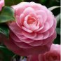 Camellia Flowers Seeds Light Pink Colors 10 PCS Seeds