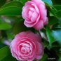Camellia Flowers Seeds Light Pink Colors 10 PCS Seeds