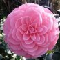 Camellia Flowers Seeds Light Pink Colors 10 PCS Seeds