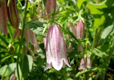 Campanula Punctata Rubriflora BELLFLOWER SPOTTED Flower 30 PCS Seeds