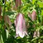 Campanula Punctata Rubriflora BELLFLOWER SPOTTED Flower 30 PCS Seeds