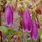 Campanula Punctata Rubriflora BELLFLOWER SPOTTED Flower 30 PCS Seeds