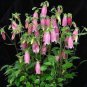 Campanula Punctata Rubriflora BELLFLOWER SPOTTED Flower 30 PCS Seeds
