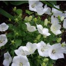 Campanula Rare White Bellflower 50 PCS Seeds Campanula Rare White Bellflower 50 PCS Seeds