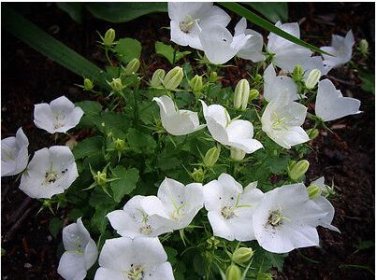 Campanula Rare White Bellflower 50 PCS Seeds
