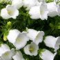 Campanula Rare White Bellflower 50 PCS Seeds