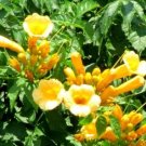 Campsis Radicans Yellow Flowers Climbing Vine 10 PCS Seeds
