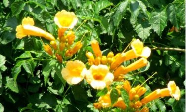 Campsis Radicans Yellow Flowers Climbing Vine 10 PCS Seeds