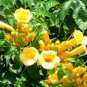 Campsis Radicans Yellow Flowers Climbing Vine 10 PCS Seeds
