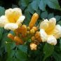 Campsis Radicans Yellow Flowers Climbing Vine 10 PCS Seeds