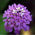Candytuft Fragrant Iberis Amara Room Flower Bee 50 PCS Seeds