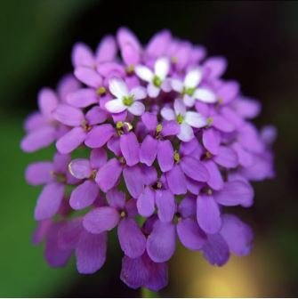 Candytuft Fragrant Iberis Amara Room Flower Bee 50 PCS Seeds