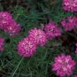 Candytuft Fragrant Iberis Amara Room Flower Bee 50 PCS Seeds