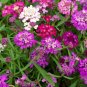 Candytuft Fragrant Iberis Amara Room Flower Bee 50 PCS Seeds