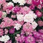 Candytuft Fragrant Iberis Amara Room Flower Bee 50 PCS Seeds