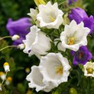 Campanula Rare White Bellflower 50 PCS Seeds Campanula Rare White Bellflower 50 PCS Seeds