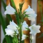 Campanula Rare White Bellflower 50 PCS Seeds