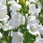 Campanula Rare White Bellflower 50 PCS Seeds