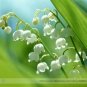 Campanula Rare White Bellflower 50 PCS Seeds