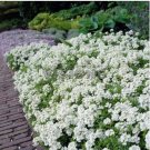 Candytuft Seeds Iberis Sempervirens 'Snowflake' Hardy Perennial Ground Cover 100 PCS Seeds Candytuft Seeds Iberis Sempervirens 'Snowflake' Hardy Perennial Ground Cover 100 PCS Seeds