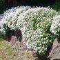 Candytuft Seeds Iberis Sempervirens 'Snowflake' Hardy Perennial Ground Cover 100 PCS Seeds