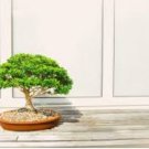 Canna Bonsai, DIY Potted Plants, IndoorOutdoor 102 PCS Seeds