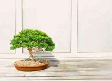 Canna Bonsai, DIY Potted Plants, IndoorOutdoor 102 PCS Seeds