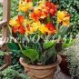 Canna Bonsai, DIY Potted Plants, IndoorOutdoor 102 PCS Seeds