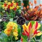 Canna Bonsai, DIY Potted Plants, IndoorOutdoor 102 PCS Seeds