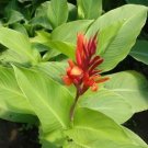Canna Edulis 5 PCS Seeds