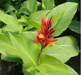 Canna Edulis 5 PCS Seeds