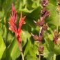 Canna Edulis 5 PCS Seeds