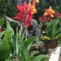 Canna Edulis 5 PCS Seeds