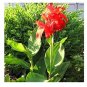 Canna Edulis 5 PCS Seeds