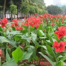Canna Indica Seeds Fresh Red Double Flowers 15 PCS Seeds Canna Indica Seeds Fresh Red Double Flowers 15 PCS Seeds