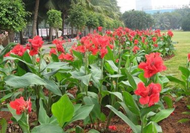 Canna Indica Seeds Fresh Red Double Flowers 15 PCS Seeds