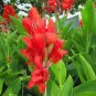 Canna Indica Seeds Fresh Red Double Flowers 15 PCS Seeds