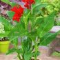 Canna Indica Seeds Fresh Red Double Flowers 15 PCS Seeds