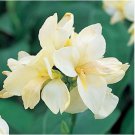 Canna Lily Ermine Tropical House Plant White Flowers 2 PCS Bulbs Canna Lily Ermine Tropical House Plant White Flowers 2 PCS Bulbs