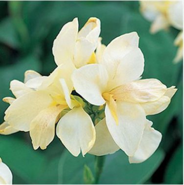 Canna Lily Ermine Tropical House Plant White Flowers 2 PCS Bulbs