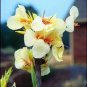 Canna Lily Ermine Tropical House Plant White Flowers 2 PCS Bulbs